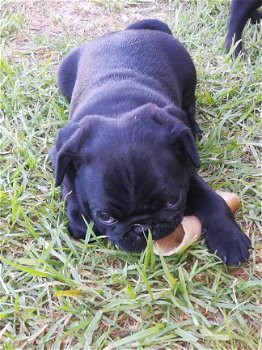 Geregistreerde Pug-puppy's - 2