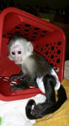 Vergunning mannelijke en vrouwelijke kapucijnapen voor adoptie - nr. 1