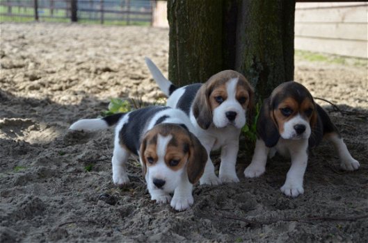 Topkwaliteit Beagle puppy's met thuiskwekerij. - 1