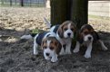 Topkwaliteit Beagle puppy's met thuiskwekerij. - 1 - Thumbnail