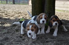 Topkwaliteit Beagle puppy's met thuiskwekerij.