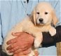 ????????Zeer gezonde Golden Retriever-puppy's???????? - 2 - Thumbnail