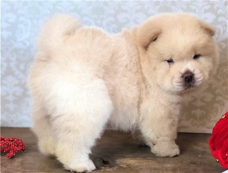 GEZOND CHOW CHOW PUPPIES - 1