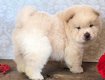 GEZOND CHOW CHOW PUPPIES - 1 - Thumbnail