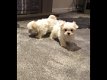 Maltese puppies beschikbaar - 1 - Thumbnail