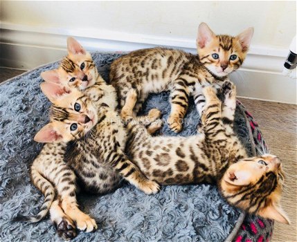 Super Bengaalse kittens beschikbaar.. - 1