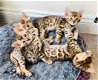 Super Bengaalse kittens beschikbaar.. - 1 - Thumbnail