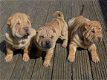 Shar Pei-puppy's voor adoptie - 1 - Thumbnail