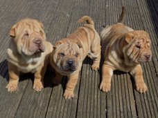 Shar Pei-puppy's voor adoptie