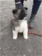 Mannelijke en vrouwelijke schattige Akita-puppy's te koop - 1 - Thumbnail