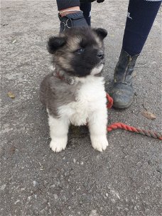 Mannelijke en vrouwelijke schattige Akita-puppy's te koop