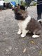 Mannelijke en vrouwelijke schattige Akita-puppy's te koop - 2 - Thumbnail