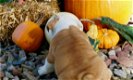 Kwaliteit Engelse Bulldog-puppy's - 1 - Thumbnail