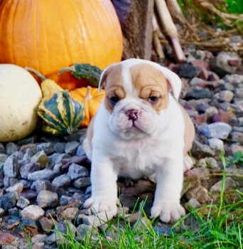 Kwaliteit Engelse Bulldog-puppy's - 2