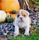 Kwaliteit Engelse Bulldog-puppy's - 2 - Thumbnail