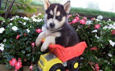 Beschikbare Siberische Husky-puppy's voor adoptie