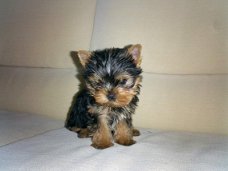 Leuke mannelijke en vrouwelijke Yorkie-puppy's