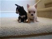 Chihuahua puppy's voor adoptie. - 1 - Thumbnail