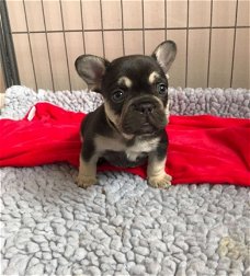 Franse bulldog puppy's voor adoptie