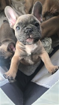 Akc Pure Breed Frenchie bull Puppies. - 1