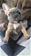 Akc Pure Breed Frenchie bull Puppies. - 1 - Thumbnail