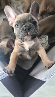 Akc Pure Breed Frenchie bull Puppies.