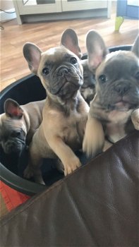 Akc Pure Breed Frenchie bull Puppies. - 2