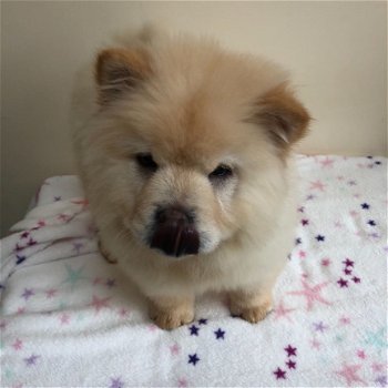 Beautiful CHOW CHOW PUPPIES FOR SALE - 1