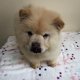Beautiful CHOW CHOW PUPPIES FOR SALE - 1 - Thumbnail