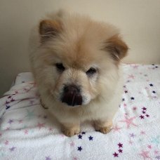 Beautiful CHOW CHOW PUPPIES FOR SALE