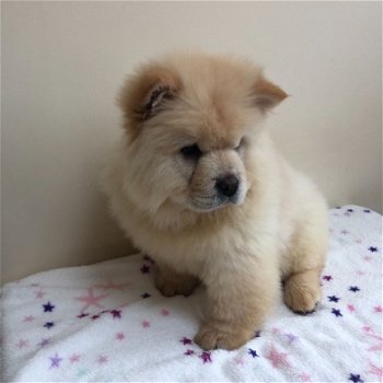 Beautiful CHOW CHOW PUPPIES FOR SALE - 2