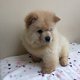 Beautiful CHOW CHOW PUPPIES FOR SALE - 2 - Thumbnail