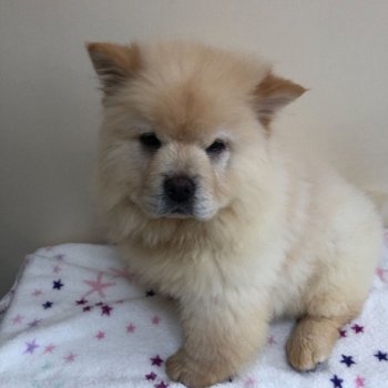 Beautiful CHOW CHOW PUPPIES FOR SALE - 3