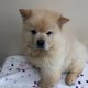 Beautiful CHOW CHOW PUPPIES FOR SALE - 3 - Thumbnail
