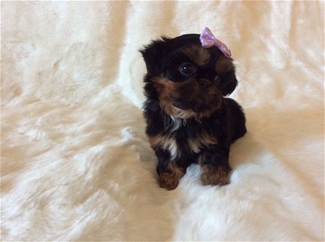 Beautiful Yorkie Pups for Sale - 1