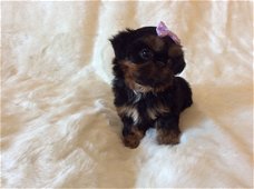 Beautiful Yorkie Pups for Sale