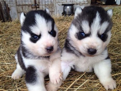 Siberische Husky puppies - 1