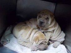 Sharpei pups