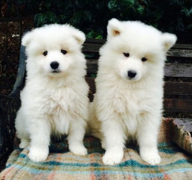 Samoyed Pups - 1