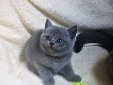 Britse korthaar kittens beschikbaar!!!