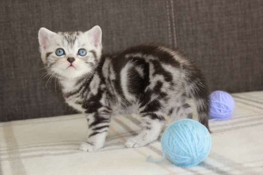 Britse korthaar kittens beschikbaar!!! - 2