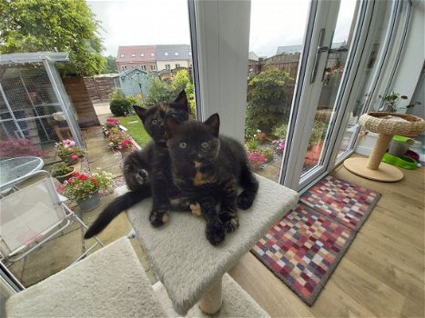 Britse korthaar kittens beschikbaar!!! - 3