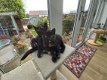 Britse korthaar kittens beschikbaar!!! - 3 - Thumbnail