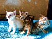 Bengaalse kittens beschikbaar - 2 - Thumbnail