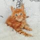 Mooie Maine Coon-katjes - 1 - Thumbnail