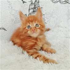 Mooie Maine Coon-katjes