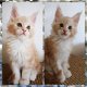 Mooie Maine Coon-katjes - 3 - Thumbnail