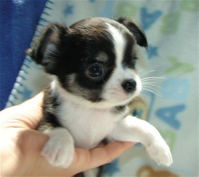Chihuahua-pups - 1