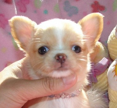 Chihuahua-pups - 2