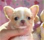 Chihuahua-pups - 2 - Thumbnail